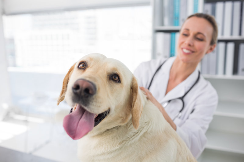 marketing ideas for veterinary practices